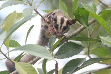 sugar glider, squirrel, flying squirrel, photo of a sugar glider in a tree