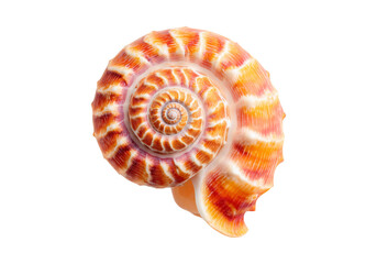 Spiral seashell orange and white on black background