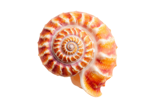 Spiral seashell orange and white on black background