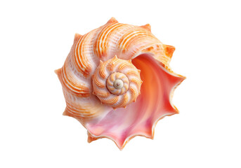 Stunning pink and orange seashell spiral isolated on black