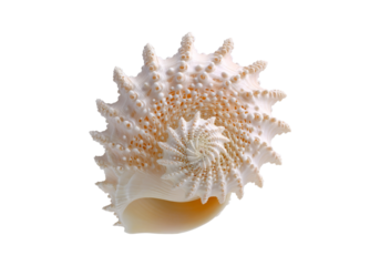 Exquisite spiky murex seashell spiral ocean treasure