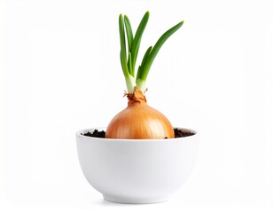 Onions will germinate isolated 