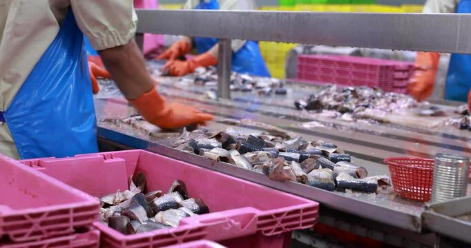 Food manufacturing industry. Worker working in canned food factory. Food industry. Canned fish factory. Worker's hand holding sardine to cutting head. Worker in food processing production line.