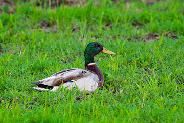 Male mallard in grass