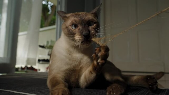 Siamese Cat Lying on Floor Pulling Rope with Teeth and Paw in a Brightly Lit Room Captured from Low Angle Indoors