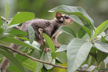 sugar glider, squirrel, flying squirrel, photo of a sugar glider happily perching on a tree