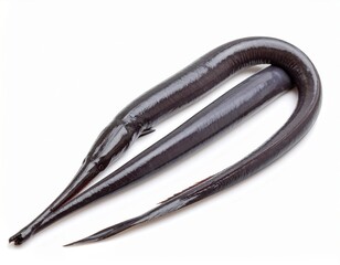 Oarfish fish Full Body isolated white background