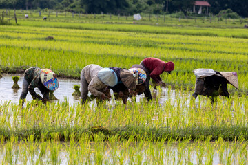 Traditional rice plantation in Laos