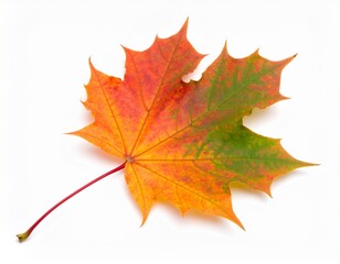 Obraz premium Maple leaf isolated on white background 