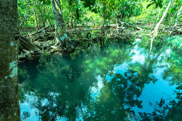 Klong Song Nam means fresh water flowing from the mountains mixed with sea water in the area of the forest .along the sea that is complete. .The color of the water is very beautiful emerald green.