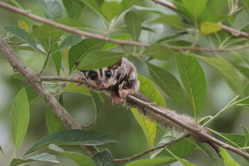 Fototapeta premium sugar glider, squirrel, flying squirrel, photo of a sugar glider happily perching on a tree