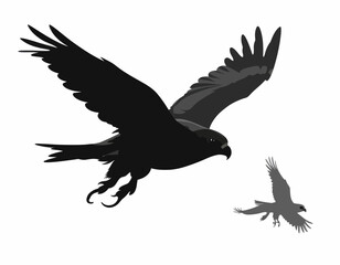 Obraz premium Two Dark Birds In Flight Grayscale Wildlife Photography