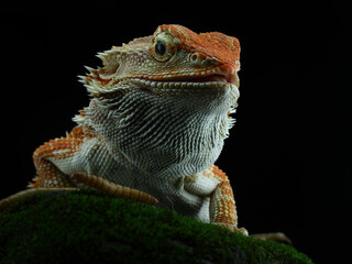 A vibrant orange and white bearded dragon with spiky scales rests on green moss, looking directly...