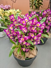 Lise, Netherland - Apr 29, 2024: Pink blossoms Dendrobium orchids planted in a gray pot