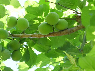 収穫間近のウメの実