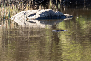 Silhouette of platypus (Ornithorhynchus anatinus) swimming in a calm river at an Australian wetland.