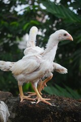 Two young, light-colored poultry birds stand outdoors on a rough surface, their developing feathers and long necks visible. They are alert and curious in their natural surroundings.