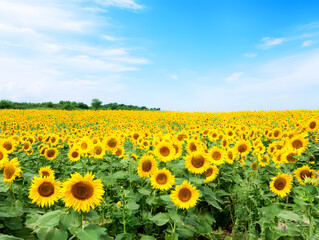Field Sunflowers