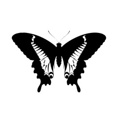 Black swallowtail butterfly vector illustration for graphic design and nature related projects and artwork silhouette