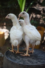 Three young, white poultry birds with developing feathers stand closely on a wooden surface...