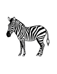 zebra vector illustration