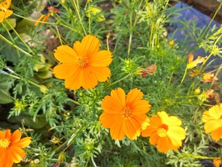 Beautiful orange cosmos flowers (Cosmos sulphureus) blossom in outdoor garden in summer 