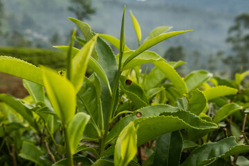 Tea leave along Pekoe Trail, Ramboda, Nuwara Eliya, Sri Lanka