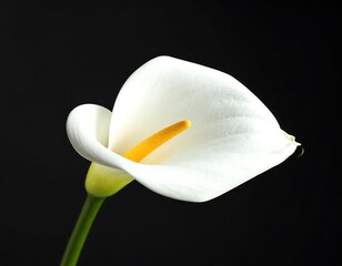 White Calla Lily close-up