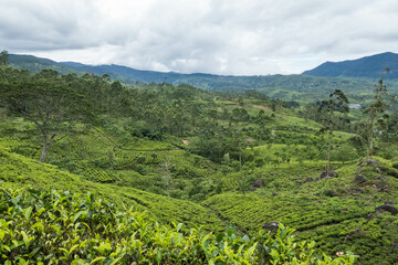 Obraz premium Tea estates in the beauttiful Maskeliya Valley, Pekoe Trail, Maskeliya, Sri Lanka