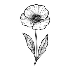 Poppy Flower 6