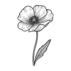 Poppy Flower 11