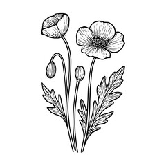 Poppy Flower 13