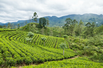 Tea plantations and fertile farms on the Pekoe Trail, Nuwara Eliya, Sri Lanka