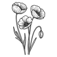 Poppy Flower 10