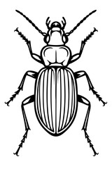 Ground Beetles Order Coleoptera