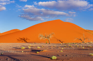 African landscape, beautiful sunset dunes, trees and nature of Namib desert, Sossusvlei, Namibia, South Africa