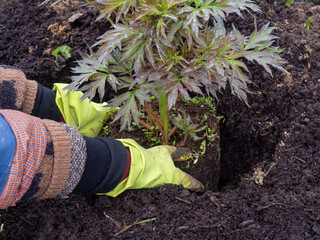 A gardener plants a peony bush. Choosing and preparing a place for planting a peony. Traditional plants and flowers for the garden