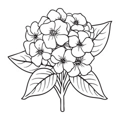 Hydrangea Flower Coloring Page for Kids and Adults