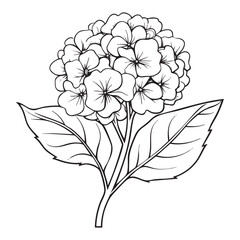 Hydrangea Flower Coloring Page for Kids and Adults