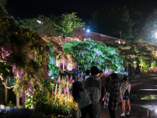 Fototapeta premium Illuminated wisteria flowers