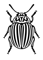 Potato Beetles Order Coleoptera