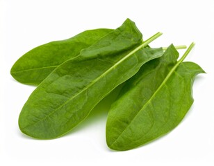 Sorrel leaves isolated on white background
