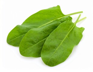 Sorrel leaves isolated on white background