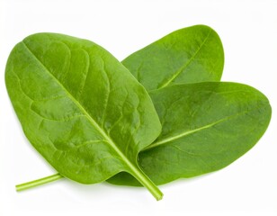 Sorrel leaves isolated on white background