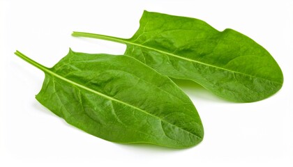 Sorrel leaves isolated on white background