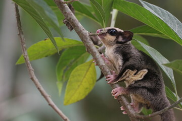 Obraz premium sugar glider, squirrel, flying squirrel, photo of a sugar glider happily perching on a tree