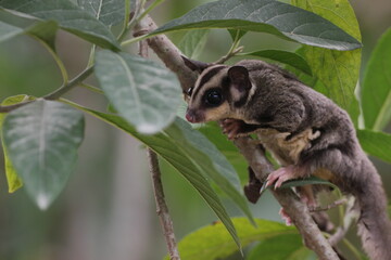 sugar glider, squirrel, flying squirrel, photo of a sugar glider happily perching on a tree