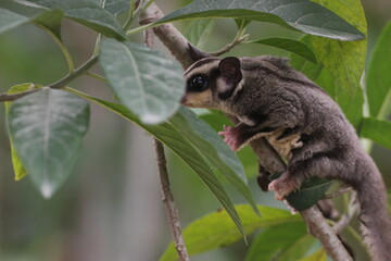 sugar glider, squirrel, flying squirrel, photo of a sugar glider happily perching on a tree