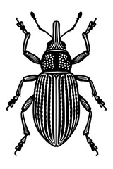 Weevil Beetles Order Coleoptera