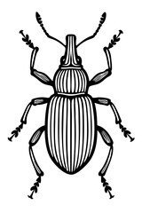 Weevil Beetles Order Coleoptera